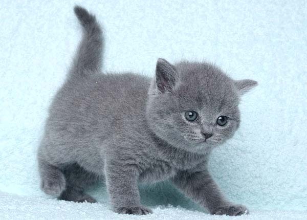 ����������� ������, ������� � ������