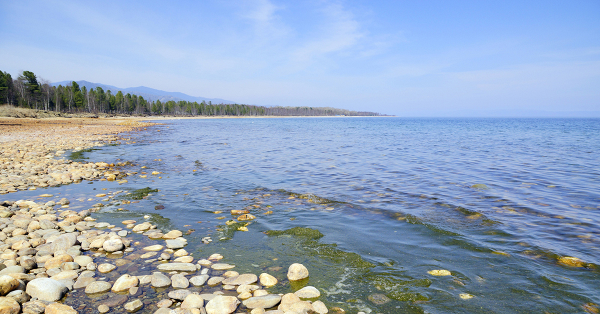 Покойники на байкале это название. Спирогира на Байкале. Водоросль спирогира на Байкале. Байкал загрязненный (спирогира. Береговая зона Байкал.