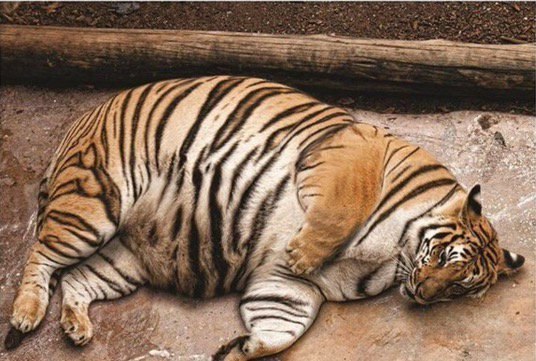 ���������� � ����. �������: ����.