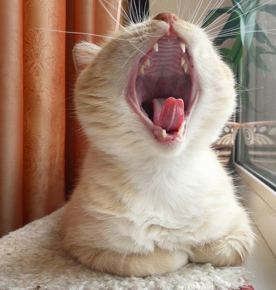 Даже если ты выспался, ты все равно зевнешь!