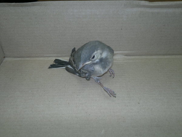 Подскажите, что с ним делать