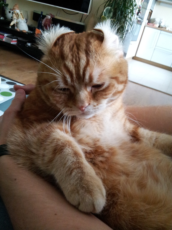 Субботний котейка