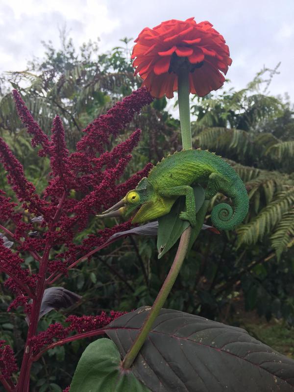 Сидит такой весь зеленый типа "Я похож на листочек а?"