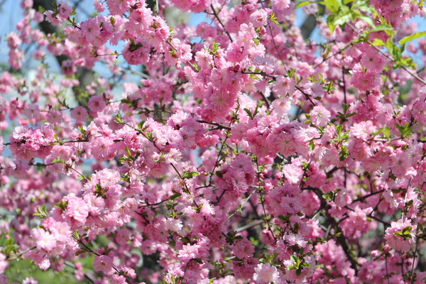 Сакура в иркутском ботаническом.