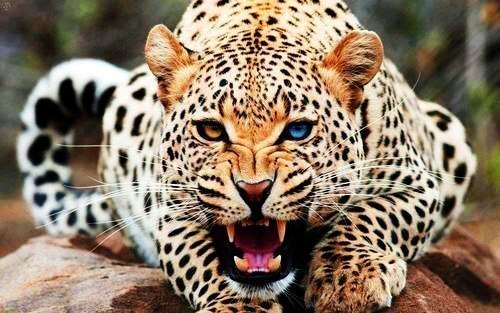 Сила и красота