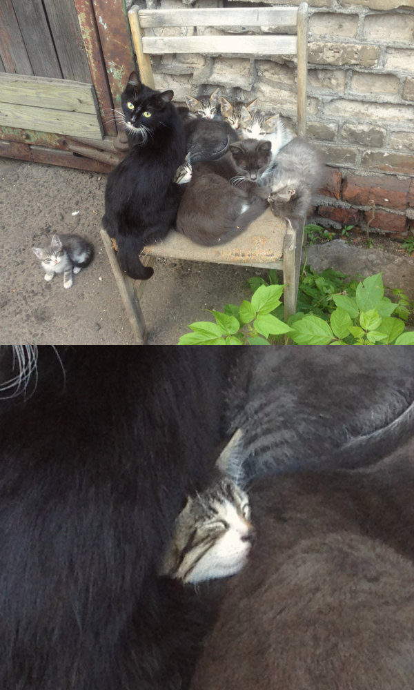 Для этого кота - все суета