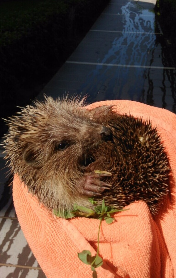 Не только котики няшные