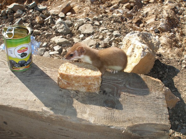Поездатые поезда и армия