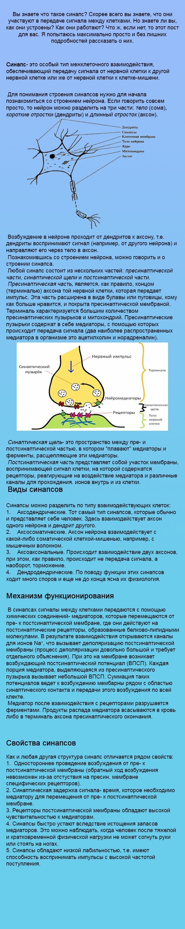 Синапс- разбор для чайников