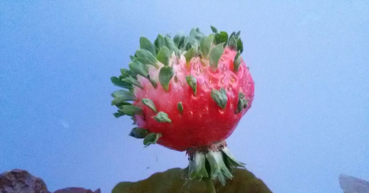 проросшая клубника. клубника проросла из ягоды. проросшие семена клубники. проросшая земляника. бутоны клубники.