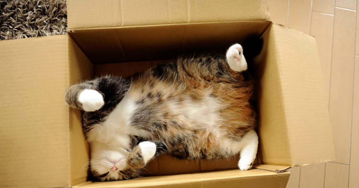 Зоотовары. Котики и коробки. Котята в коробке. Кот в коробке. Коты с чемоданами.
