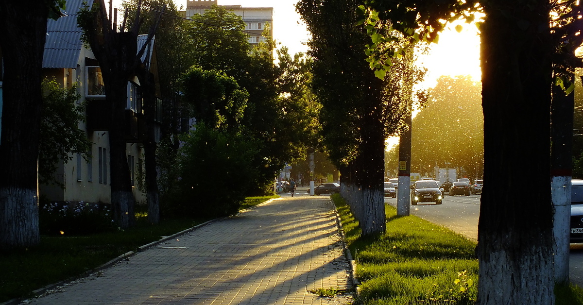 Город тополиный. Тополь в городе. Тополь городской. Панорама улице с тополями Липецк. Картинка могучего тополя в городе.