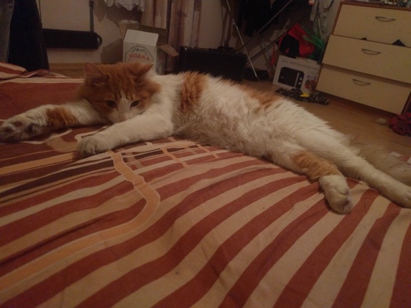 Новосибирск, кот ищет новый дом