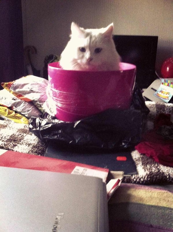 ������ ������� ������