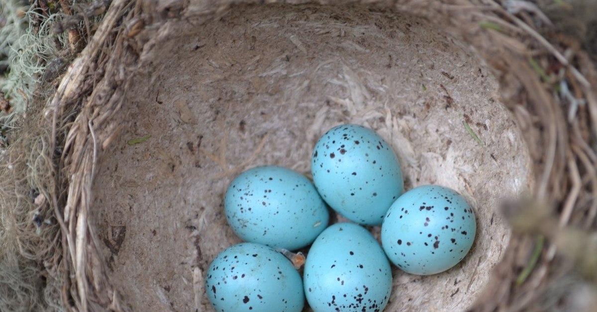 Какого цвета яйца птиц. Обыкновенная Каменка гнездо. Каменка обыкновенная птица яйца. Яйца каменки обыкновенной. Каменка птица гнездо.