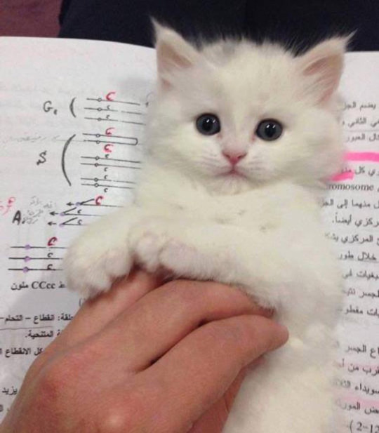 This is why I don't study for exams - Distracting, cat, kitten, Notebook, Interferes