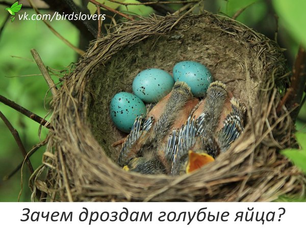 Почему яйца некоторых птиц окрашены в голубой цвет?