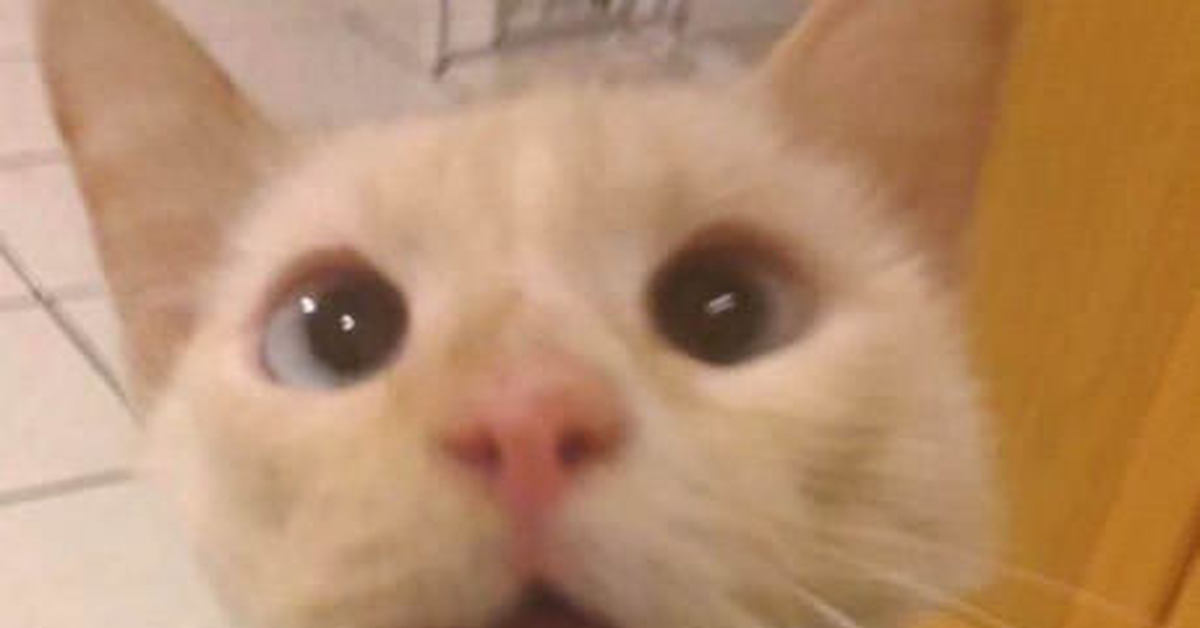 Перелом нижней челюсти у кота. Кот вывихнул челюсть. У кота опухла нижняя челюсть. Коты со вставной челюстью. Вывихнутая челюсть у кота.