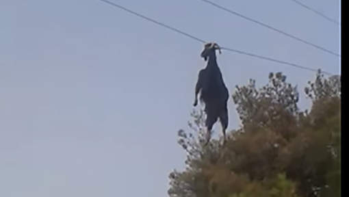 В Греции козёл повис на проводах.