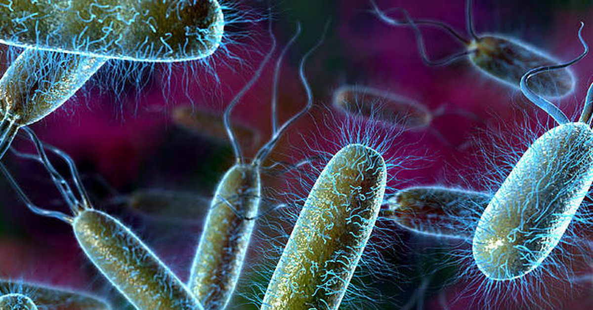 Микроорганизмы женских половых органов. Отличие микробов и бактерий. Бактерии и микробы в чем разница. Микробы и бактерии разница. Опасные микробы картинки.