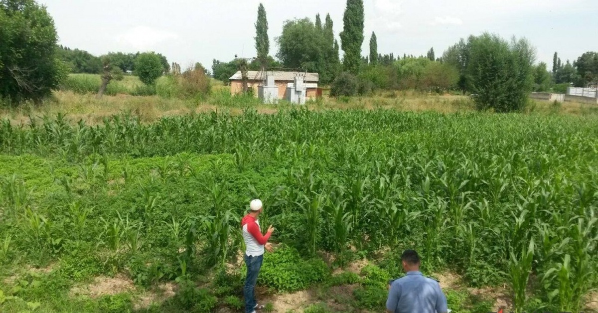 Погода массы джалал абаде. Ноокен району массы. Ноокен району массы айылы. Ноокен району арка. Орехи Джалал Абад.