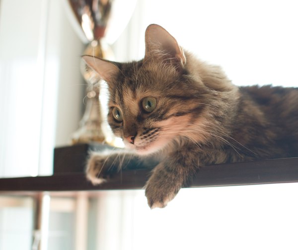 ��������������,�������� ��� ������� ����