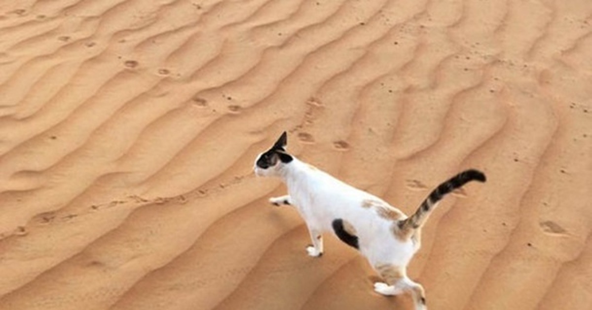 Кошка пустыни. Барханный кот. Коты в пустыне. Пустынная кошка. Песчаная кошка.