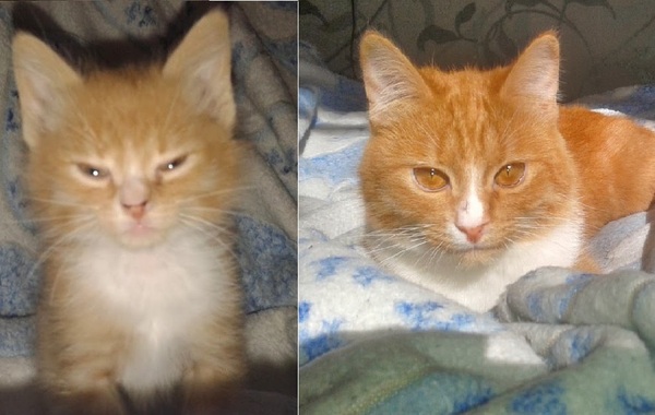 ��/ �����)