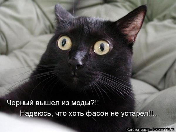 Black is out of fashion. - cat, Humor, Funny animals