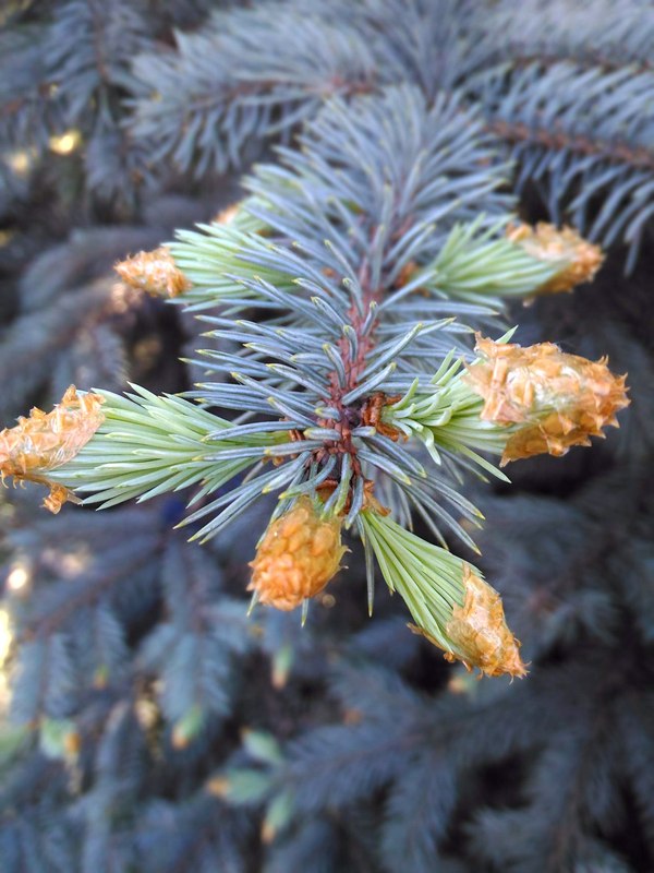 Чешуйки ели