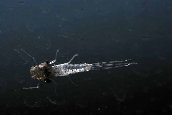 Насекомые облепили окно и сетку на 11 этаже