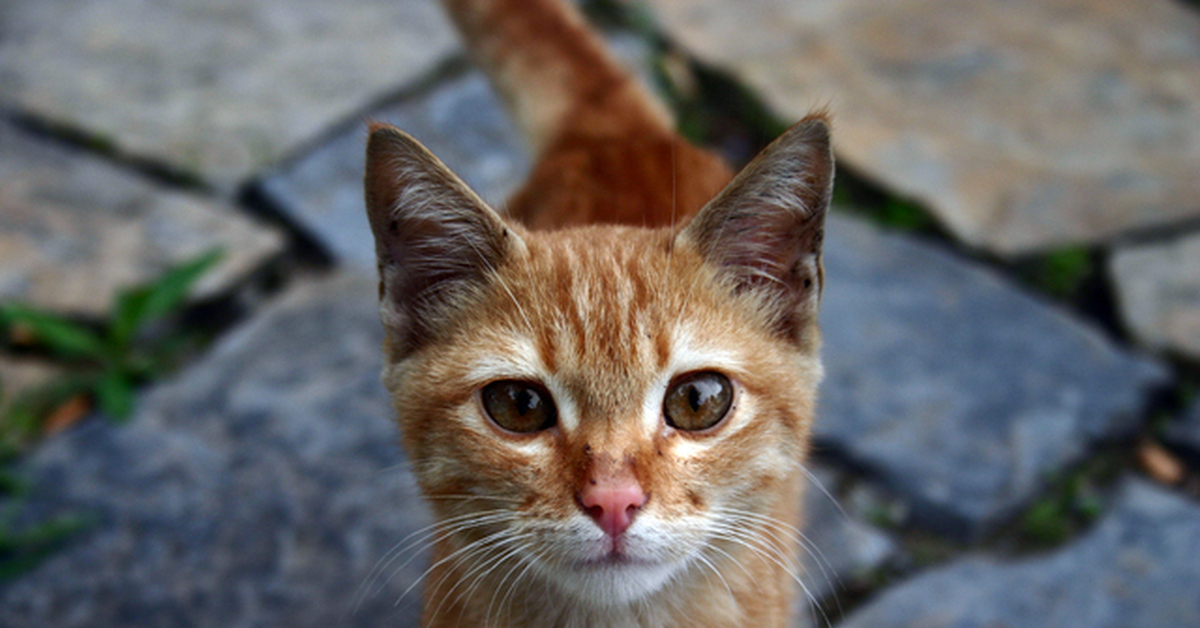 Котенок с улицы. Хладнокровная кошка. Света и коты. Дай кота мне холодно. Why do Cats Meow at Night.