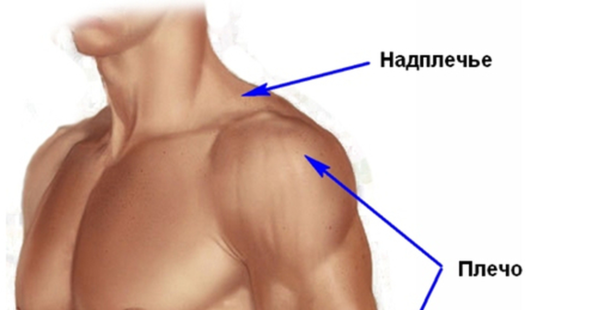 Плече це. Плечо надплечье. Где находится плечо у человека. Плечо и предплечье у человека. Плечо и предплечье у человека анатомия.