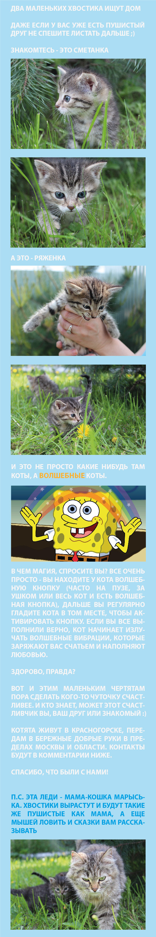 Все что вам нужно - это любовь и котик