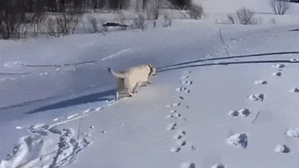 Катание на пузе