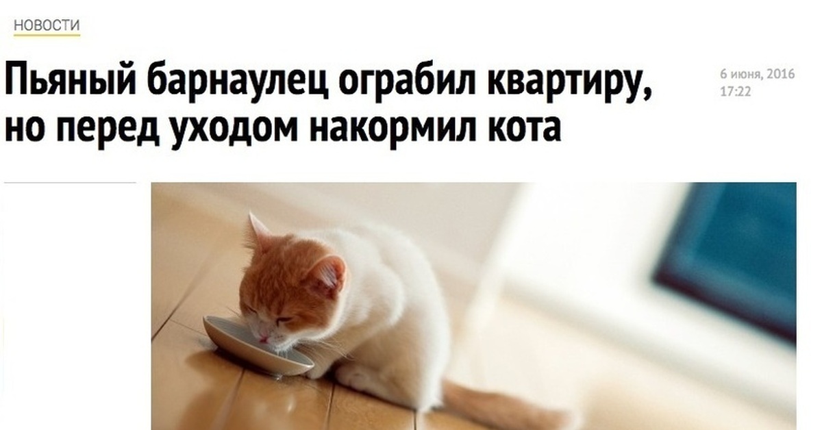 Картинка покорми кота