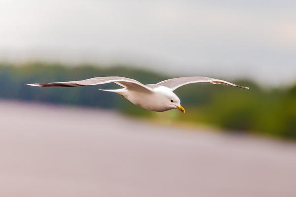  ,  (Larus cachinnans)