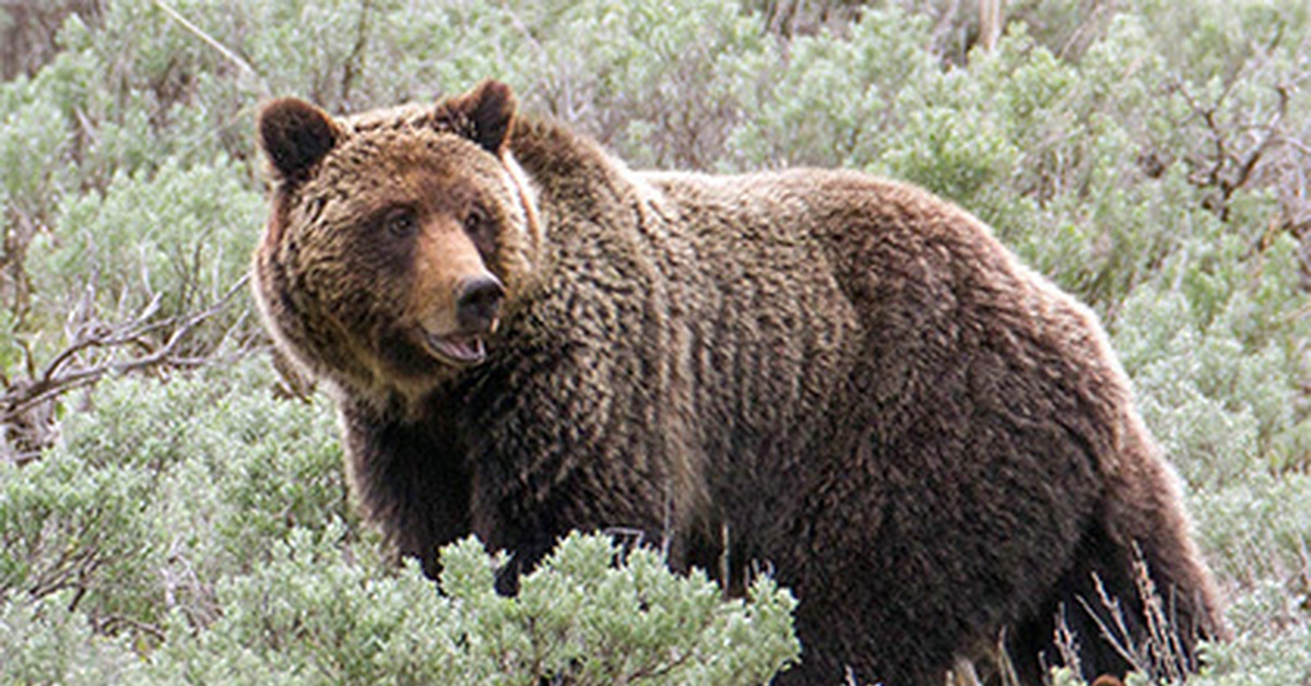Bear ears. Бурый медведь Финляндия. Финский бурый медведь. Yukon Grizzly Bear. Медведь Финляндия.