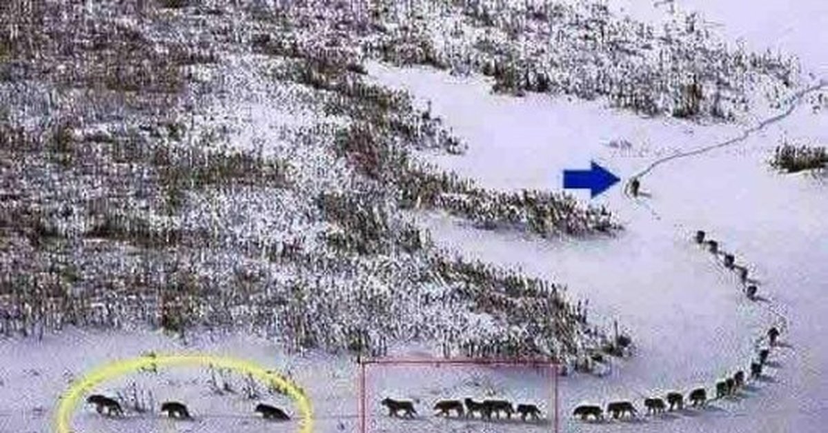 Иерархия волков в стае схема