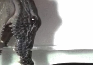 Самооборона от угря Угорь, Самооборона, Наука, Гифка