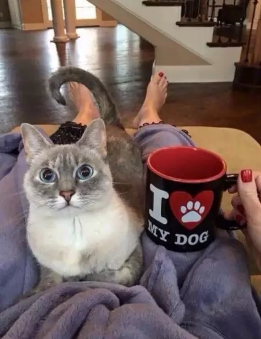 We need to discuss your mug - cat, Кружки