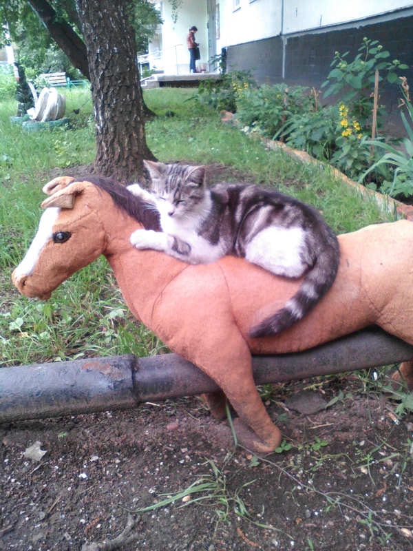 Horseman of the cat apocalypse. - My, cat, Toys, Rider