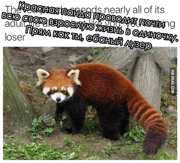 �������� ���������: ������� �����