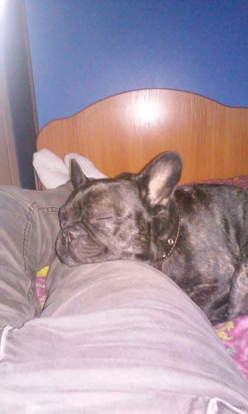 Not only cats can be the anchor that chains you to the bed. - My, Dog, Milota, Dream, French Bulldog