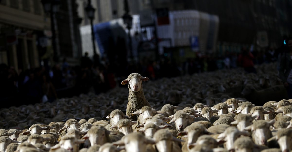 Паршивая стадо портит. Толпа овец. Толпа Баранов. Выделяется из толпы. Стадо людей.