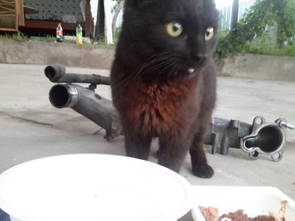 ����������� �������