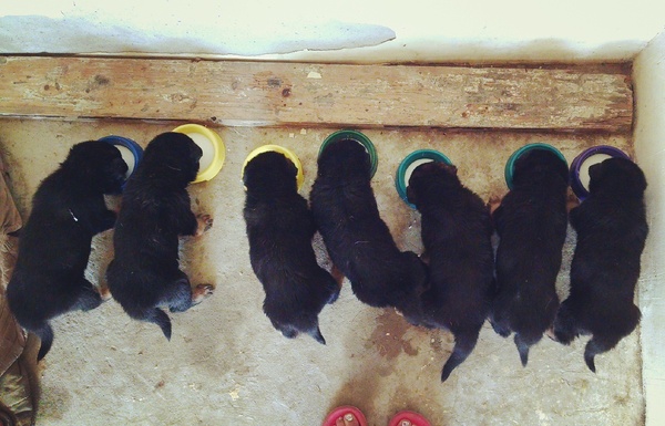 Кормежка. Фото