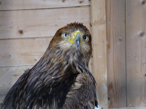 ������� ������� ���������