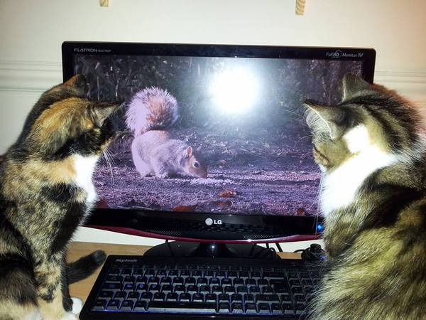 ����� �� �� ������� �������� )