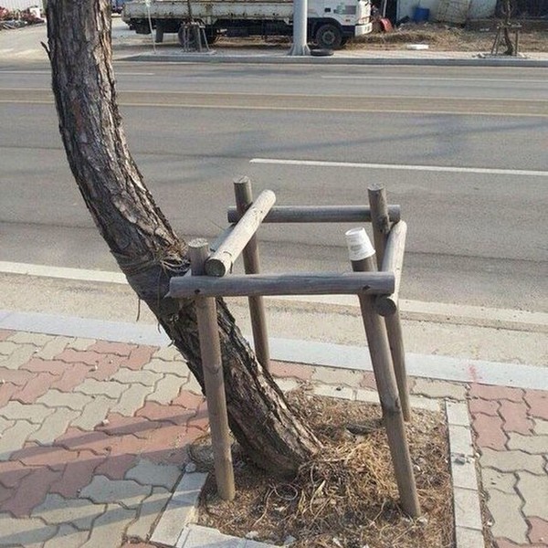 Из-за этой штуки у дерева теперь сколиоз